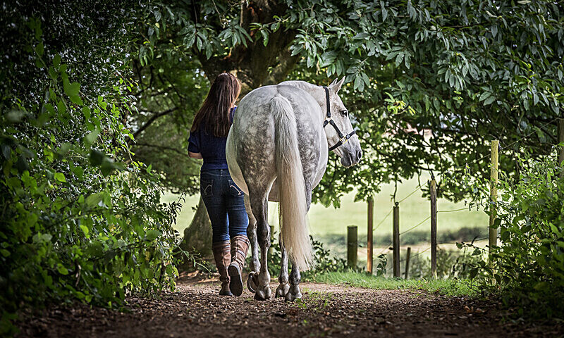  - Equine