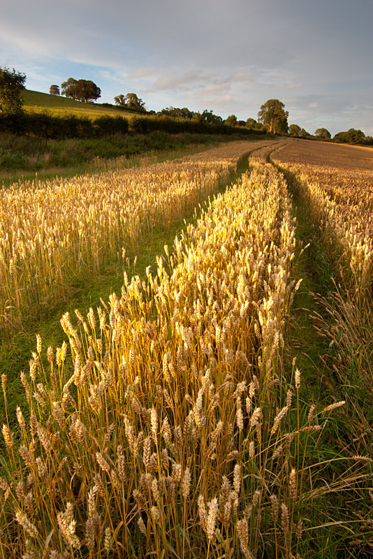 Carrigans Wheatfield (06081904) - County Derry