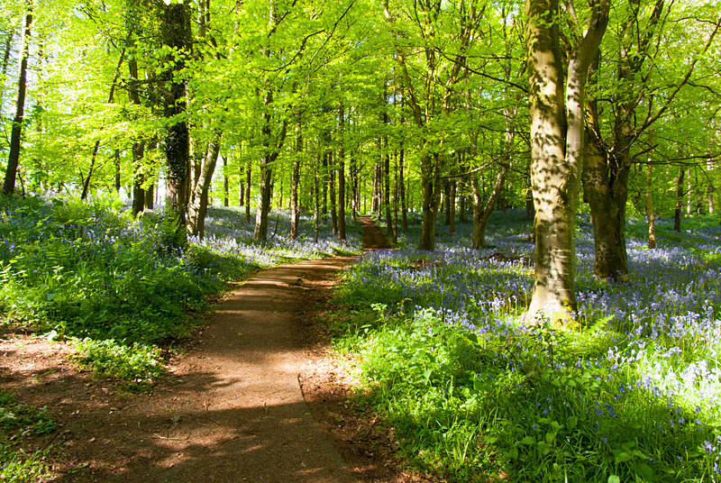 Portglenone Forest (09050102) - County Antrim