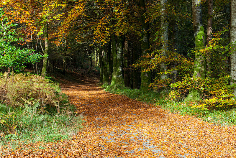 Learmount Forest (12104727) - County Derry