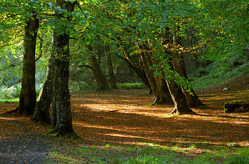 Ness Woods Autumn (P48) - County Derry
