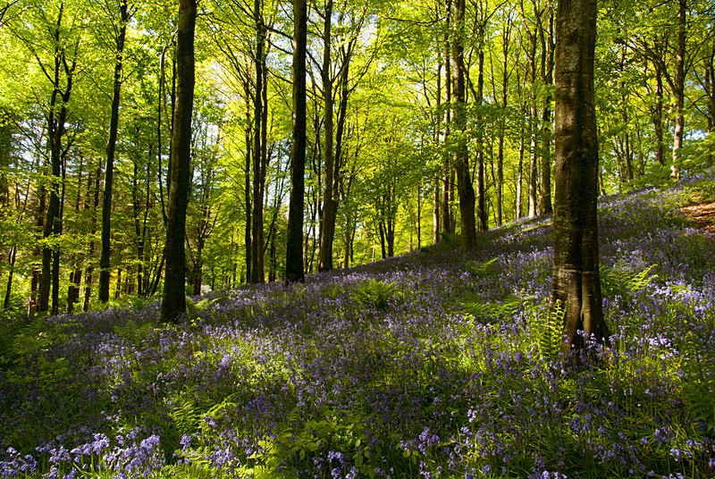 Portglenone Forest (09050072) - County Antrim