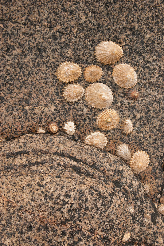 Inishowen Granite 4 (06081551) - Inishowen Grantite