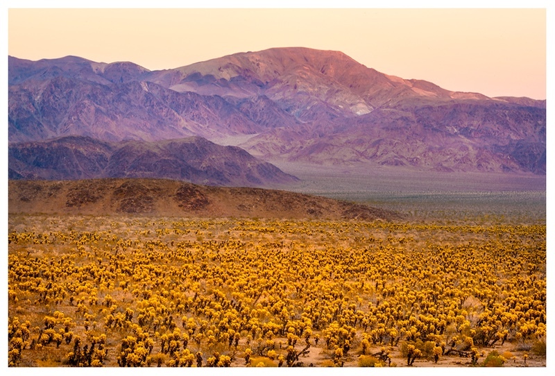  - Desert Vision
