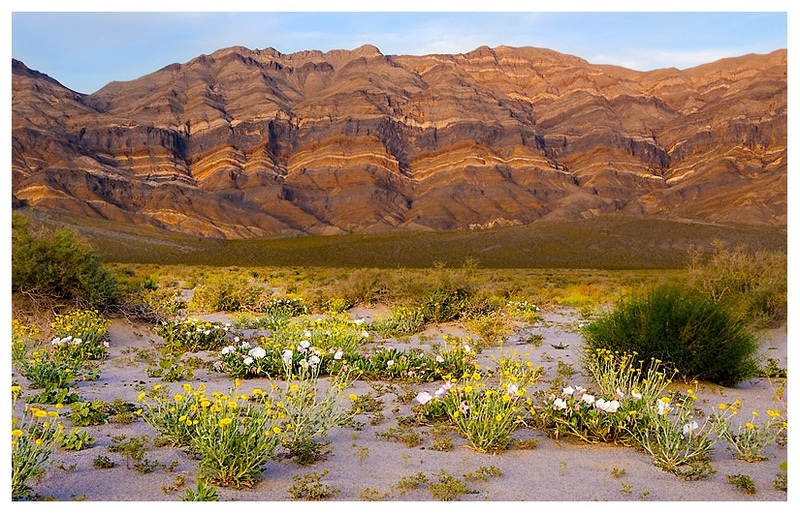  - Desert Vision