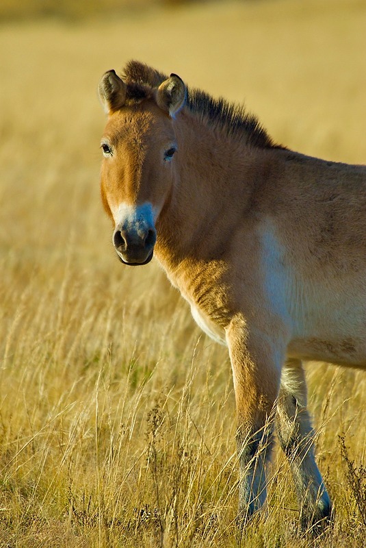 Takhi, or Przewalski's horse (equus przewalskii), Mongolia - Wildlife