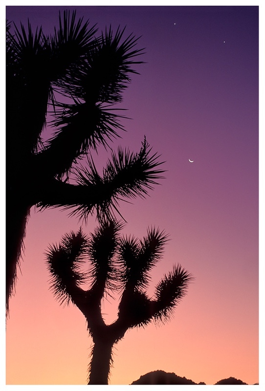  - Desert Vision