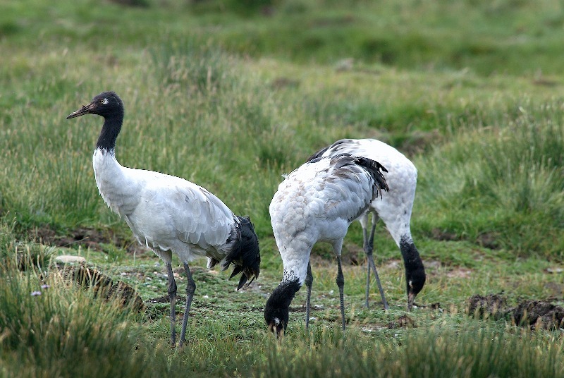 Black-necked Cranes, Tibet