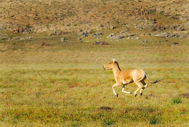 Khulan, or Mongolian wild ass (equus hemionus hemionus), Mongolia - Wildlife