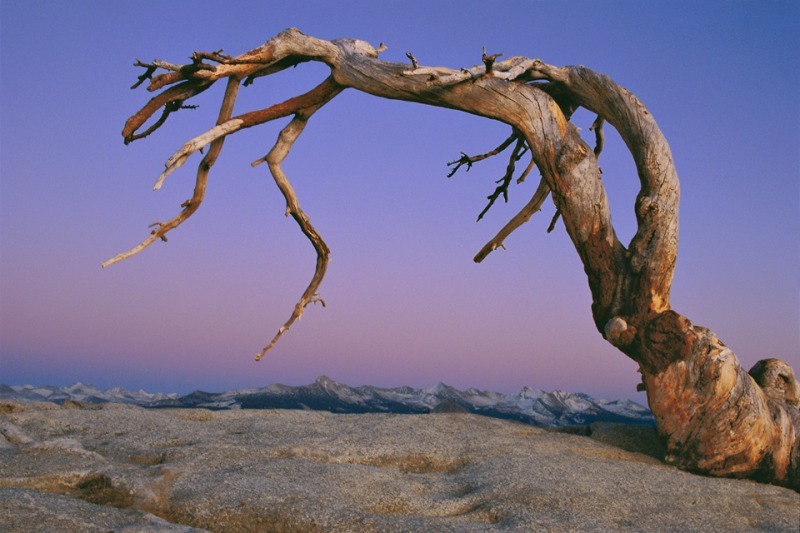 Dead pine on Sentinal Dome. RIP. - Mountains