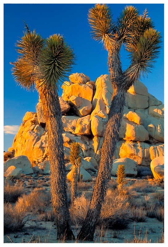  - Desert Vision