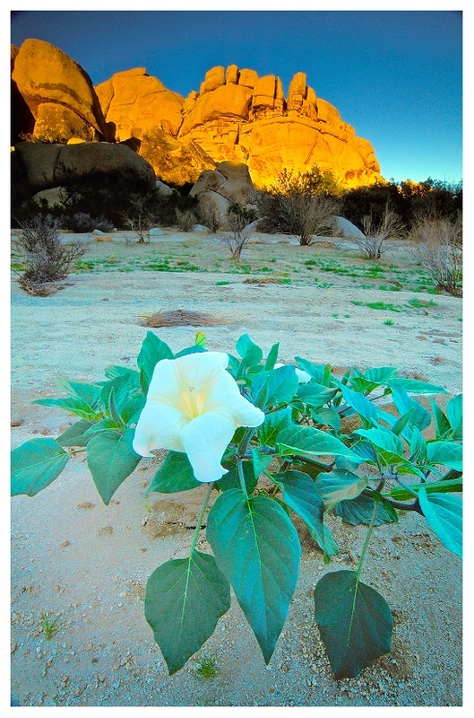  - Desert Vision
