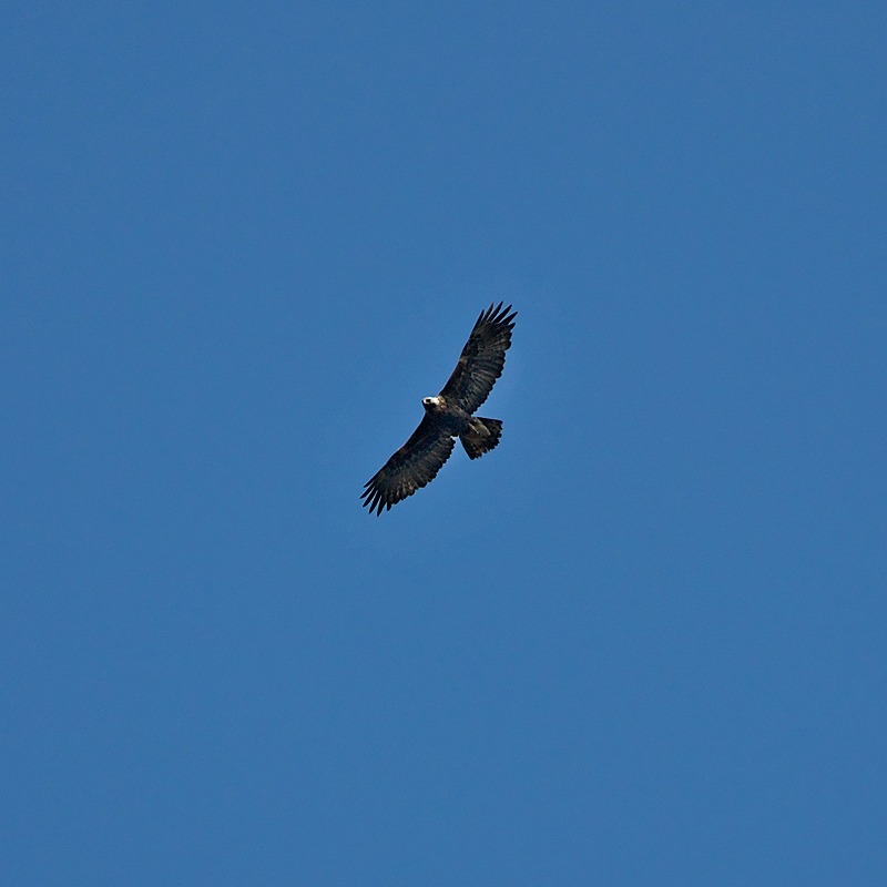 Golden Eagle (aquila chrysactos), Alaska - Wildlife