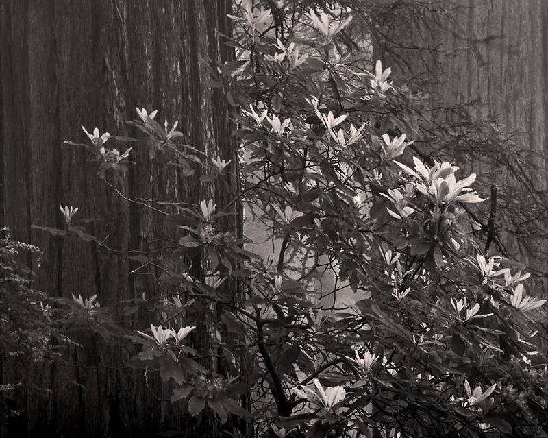 Black and White - Black and White
