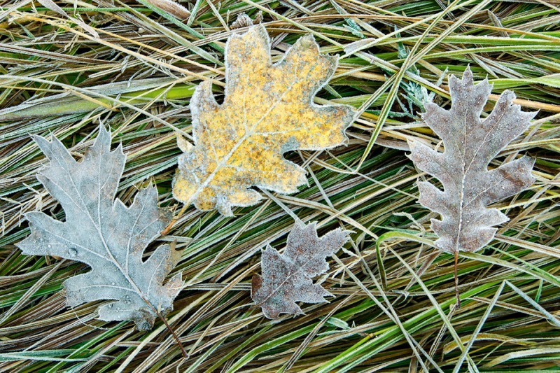 Leaves and Grass - Mountains