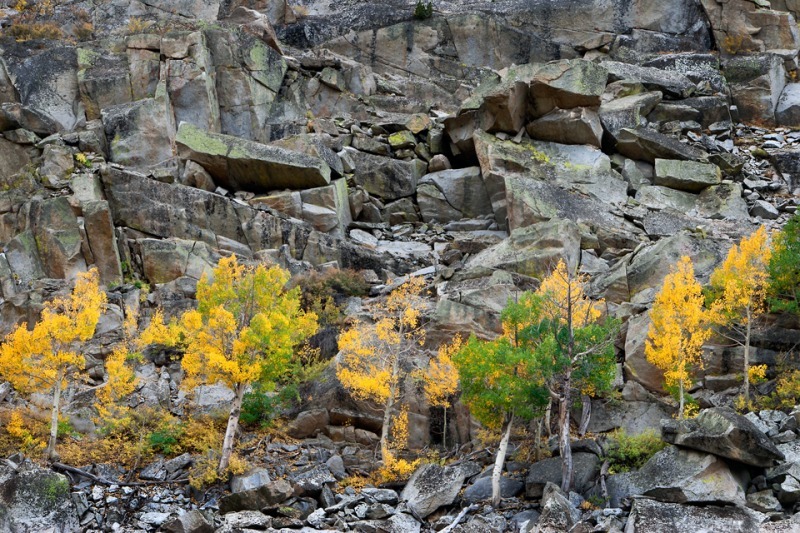 An Aspen Chorus Line - Mountains