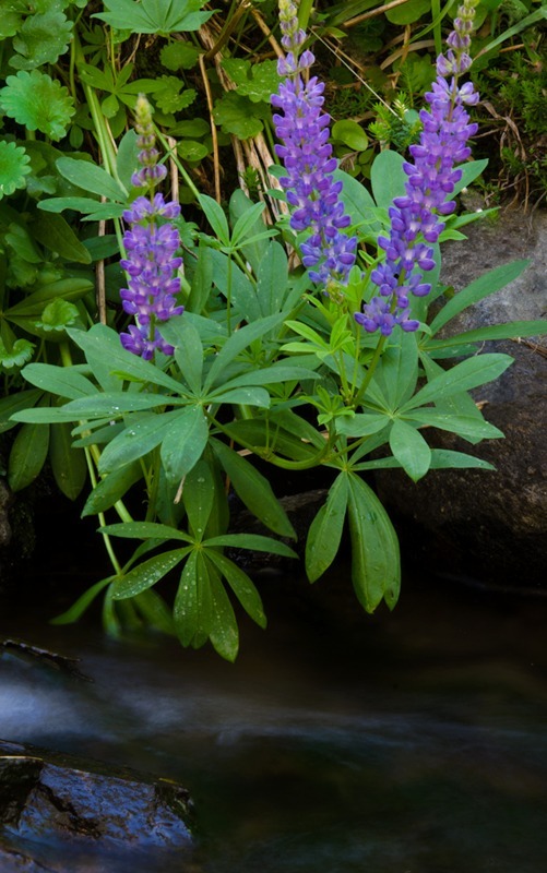 Creekside Spring - Mountains