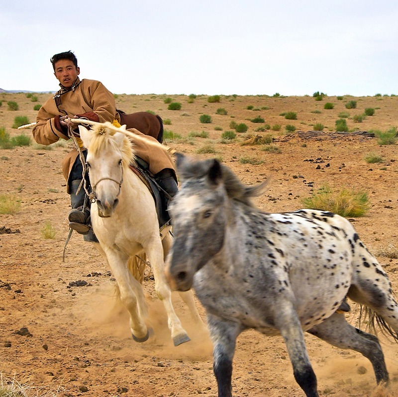 Mongolian nomad lassoing a horse. - Our World