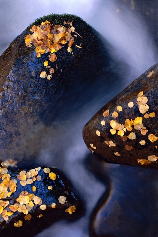 Leaves and Rocks - Mountains