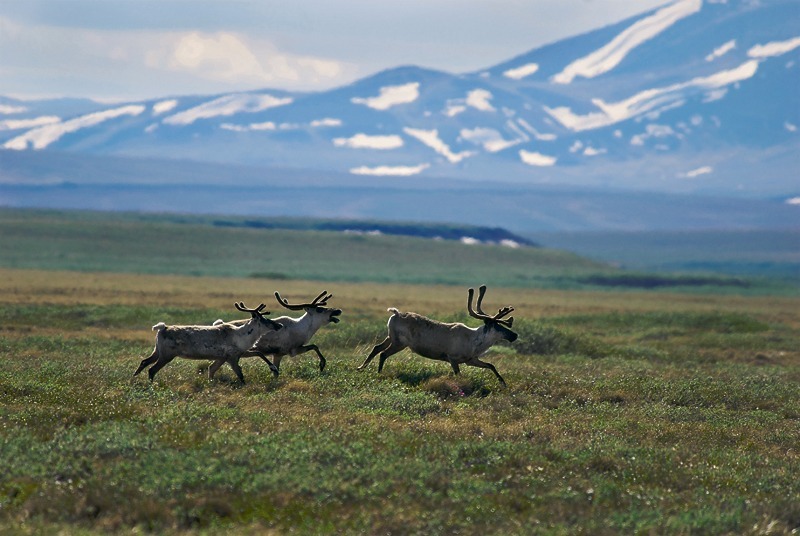 Caribou (rangifer tarandus) below the Brooks Range, Alaska