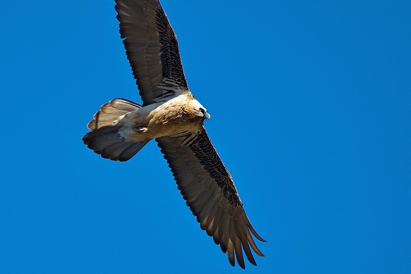 Lammergeier (gypaetus barbatus), Mongolia - Wildlife
