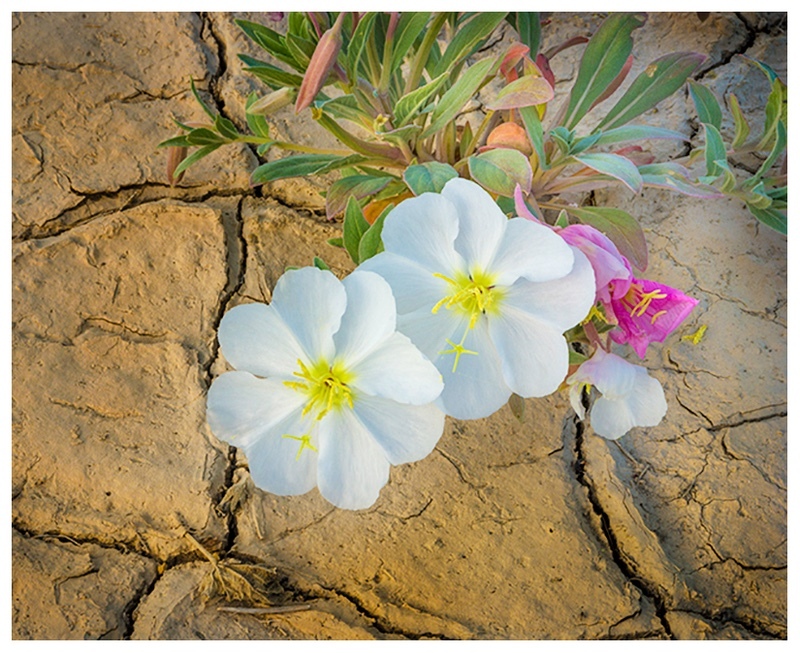 - Desert Vision