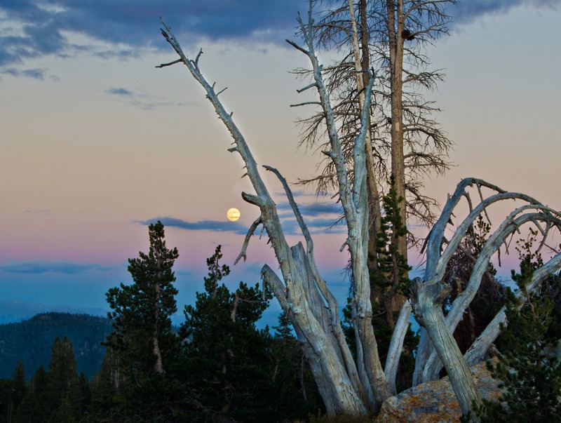 Moonrise and Dead Snag - Mountains