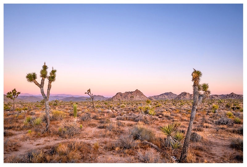  - Desert Vision