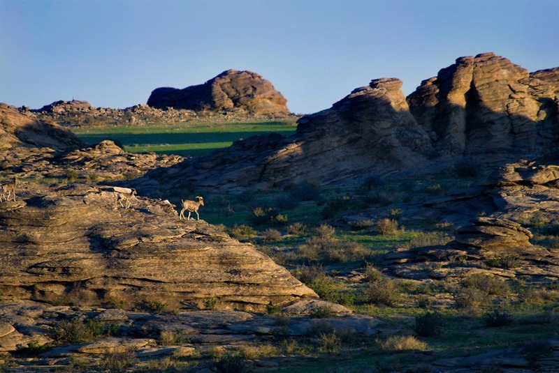 Argali (ovis ammon) at Ikh Nart Nature Reserve, Mongolia - Wildlife