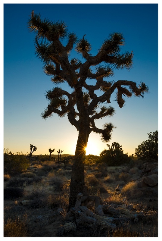  - Desert Vision