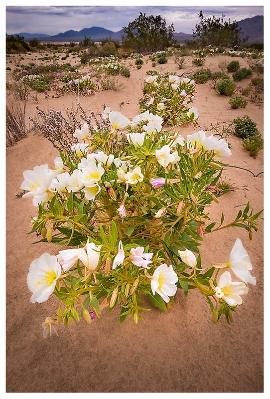  - Desert Vision
