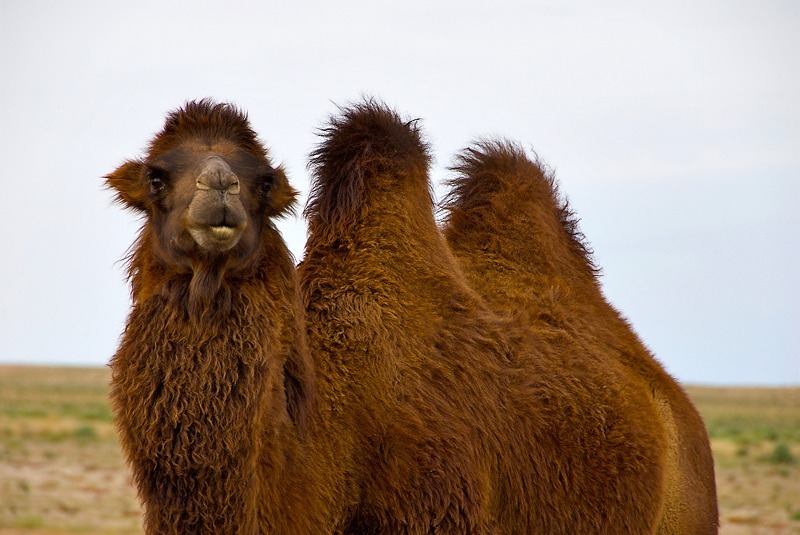 Bactrian camel (camelus bactrianus), Mongolia - Wildlife