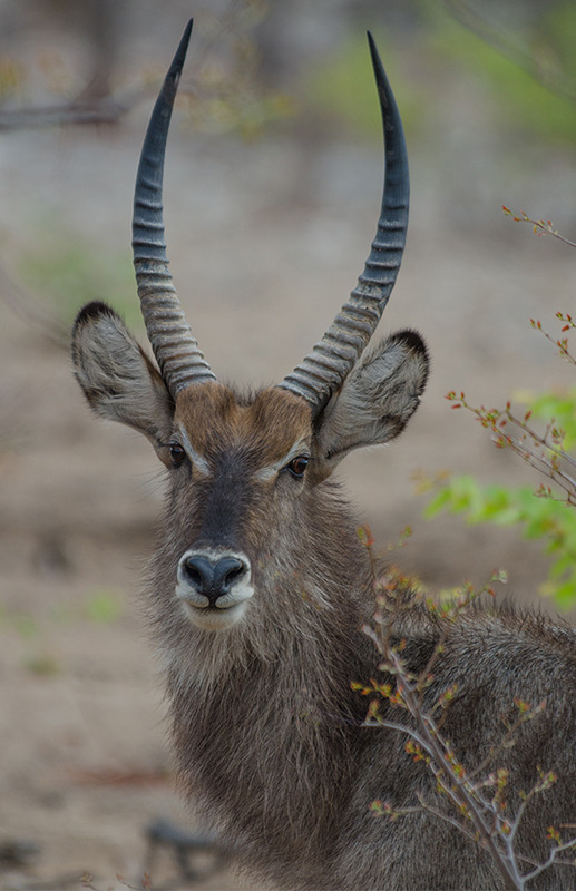 Waterbuck (kobus ellipsiprymnus) near Etosha National Park, Namibia