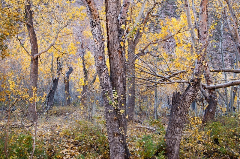 Cottonwood Bosque - Mountains
