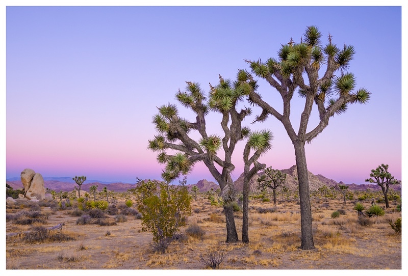  - Desert Vision