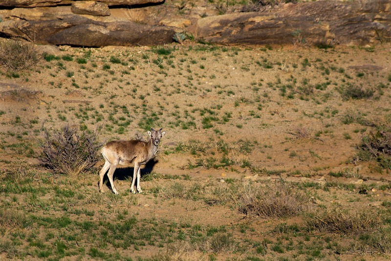 Argali (ovis ammon) at Ikh Nart Nature Reserve, Mongolia - Wildlife