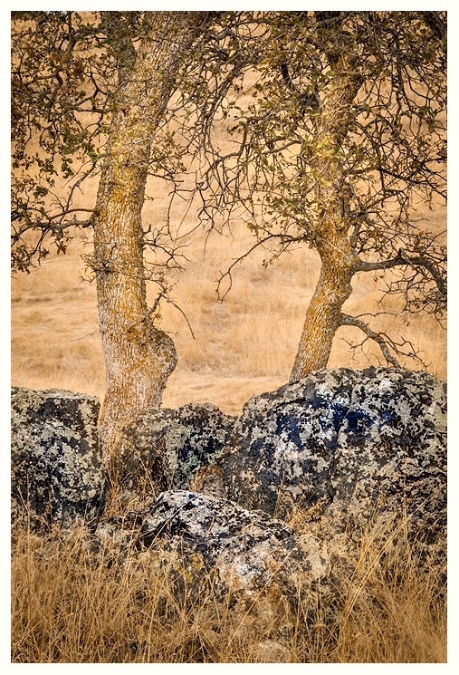 Autumn Oaks - Mountains