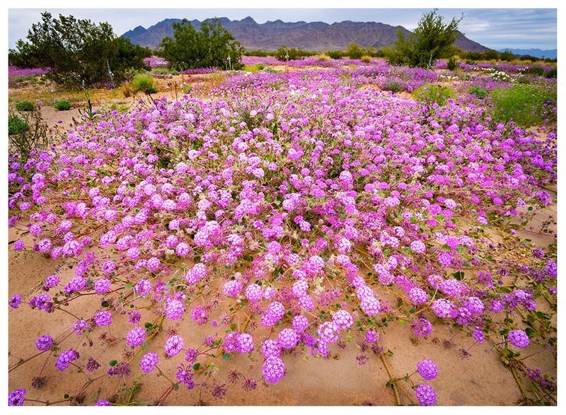  - Desert Vision