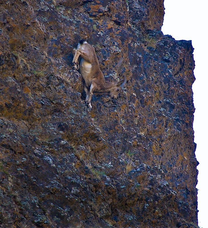 Siberian ibex (capra sibirica), Mongolia - Wildlife