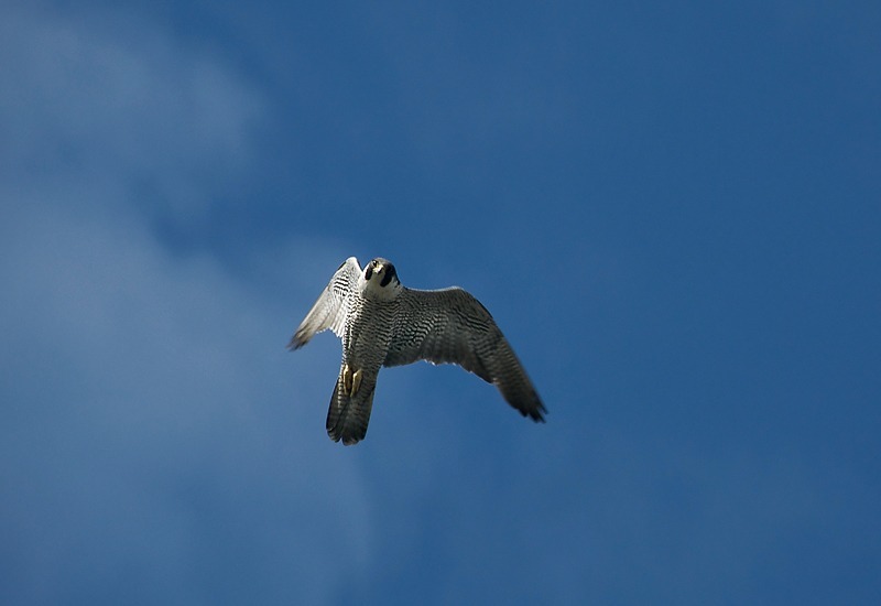 Peregrine Falcon (falco peregrinus), Alaska - Wildlife