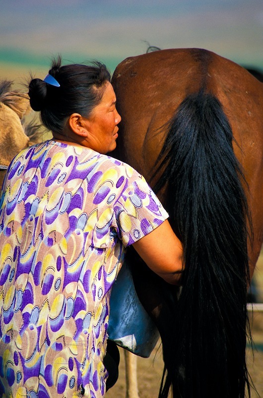 Lady milking a mare, Mongolia. - Our World