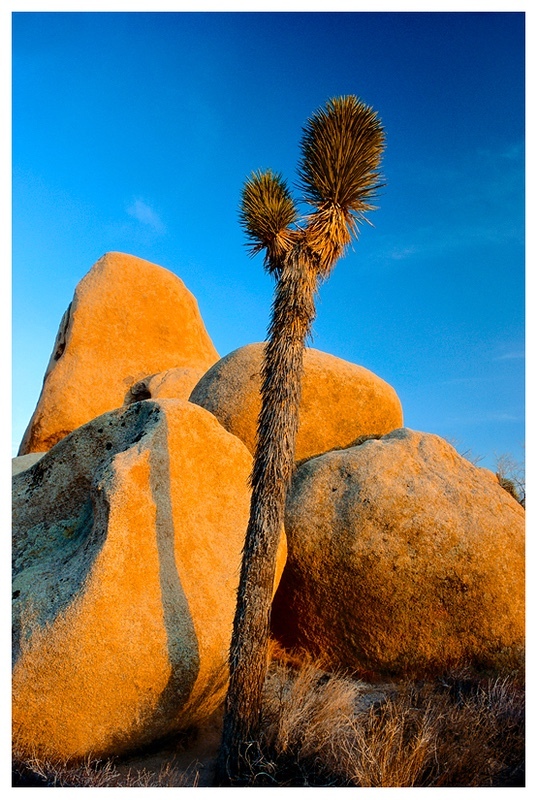  - Desert Vision