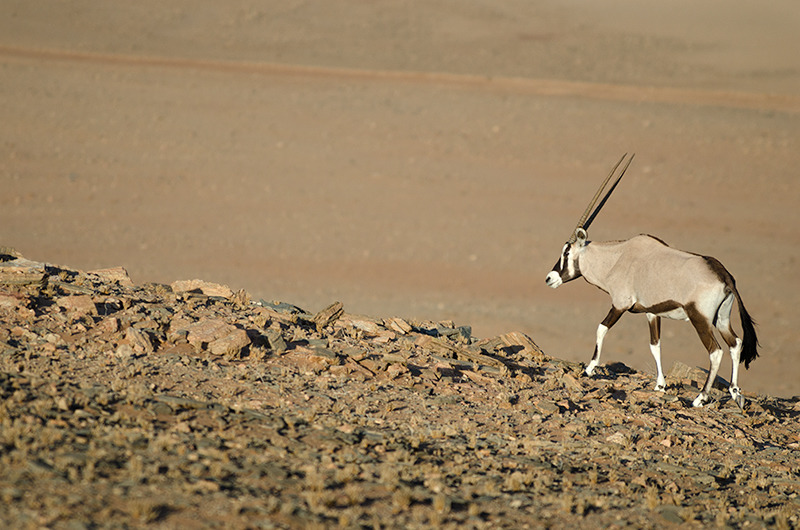 Oryx or Gemsbok (oryx gazella), Namibia - Wildlife