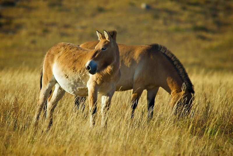 Takhi, or Przewalski's horse (equus przewalskii), Mongolia - Wildlife