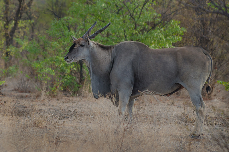 An Eland (taurotragus oryx) near Etosha National Park, Namibia - Wildlife