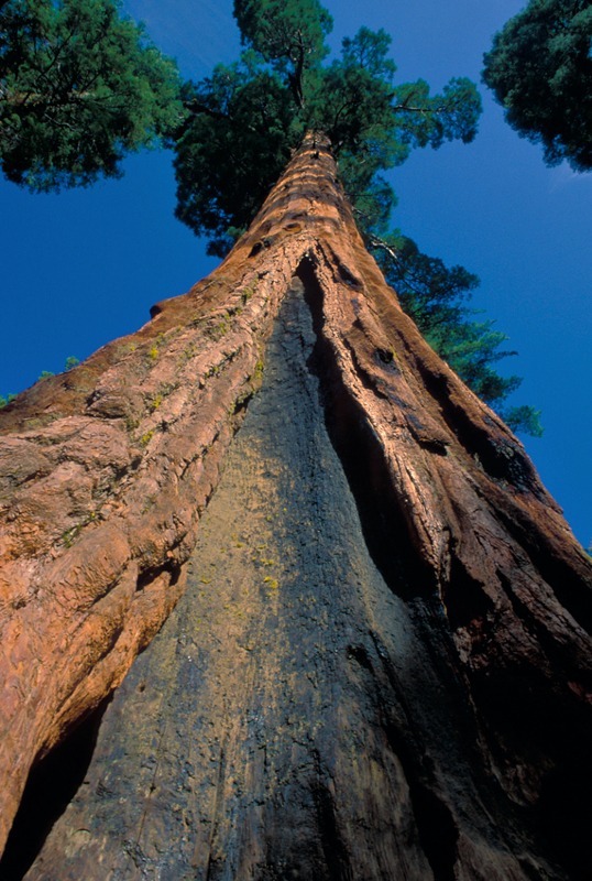 The Giant Sequoia - Mountains