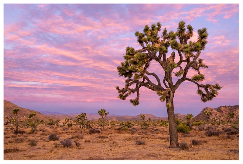 - Desert Vision