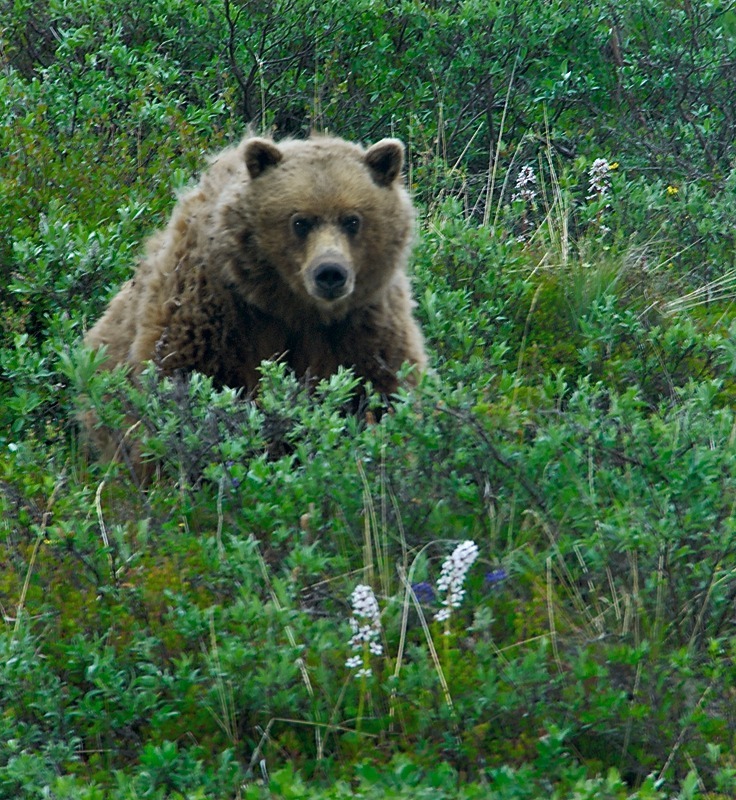 Brown Bear (ursus arctos horribilis), Alaska - Wildlife