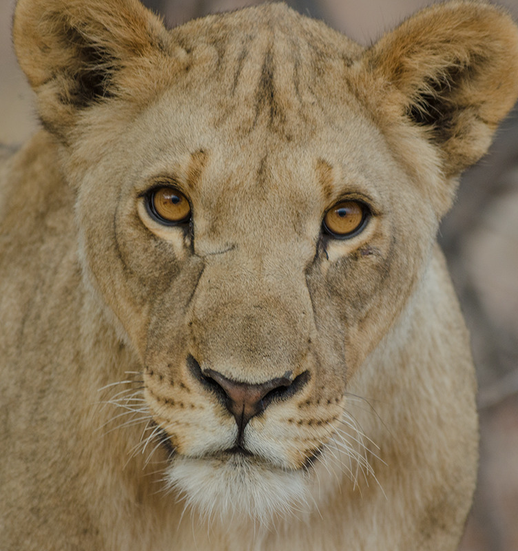 A lioness (panthera leo) near Etosha National Park, Namibia - Wildlife