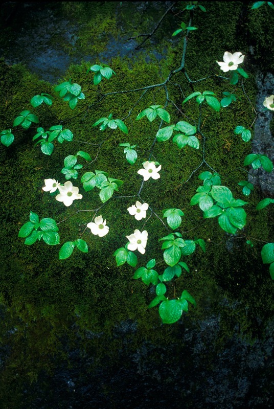 Dogwood Flowers and Moss - Mountains